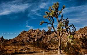 Joshua Tree National Park - Paul Reiffer - Landscape photography