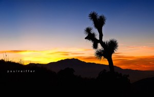 Joshua Tree National Park - Paul Reiffer - Landscape photography