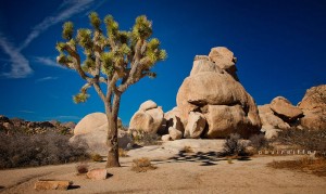 Joshua Tree National Park - Paul Reiffer - Landscape photography