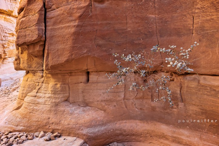 Tree growing from rocks - The Coloured Canyon, Sinai, Egypt - Paul Reiffer, Photographer Tree growing from rocks - The Coloured Canyon, Sinai, Egypt - Paul Reiffer, Photographer