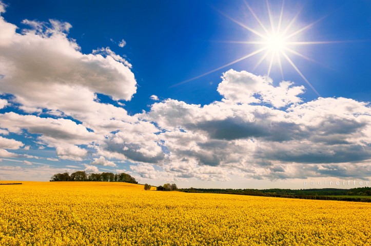 Winterborne Muston Farm Rapeseed Field - Paul Reiffer - Professional Photographer - Dorset Landscapes Winterborne Muston Farm Rapeseed Field - Paul Reiffer - Professional Photographer - Dorset Landscapes