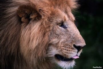 Header Image Mahali Mzuri Lion Profile Fujifilm GFX 100 II Review GR 250mm Extender Testing Paul Reiffer Safari Maasai Mara Medium Format Close_DSF1822